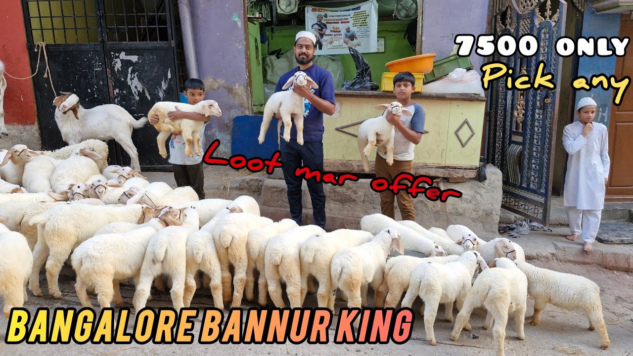 Bannur Sheep at very reasonable price 99022 36542 Bangalore Bannur King #bannur
