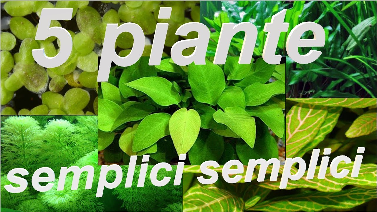 le 5 piante acquatiche più facili!