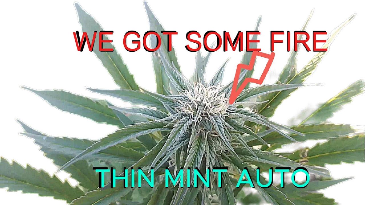 seed to harvest E2 - Frosty buds - We on fire with the Thin Mint Autos!!! And the smell,  OH LA LA