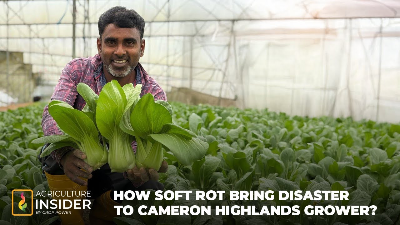 How Soft Rot Bring Disaster to Cameron Highlands Grower?