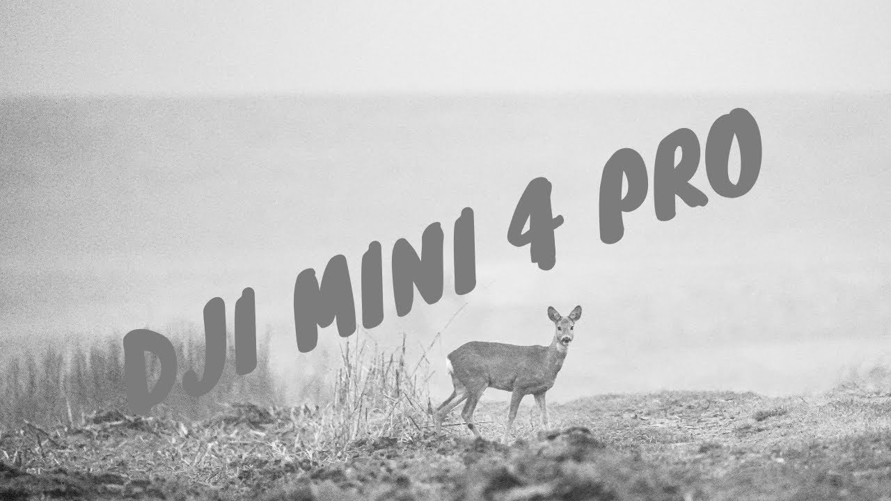 Wild deers
