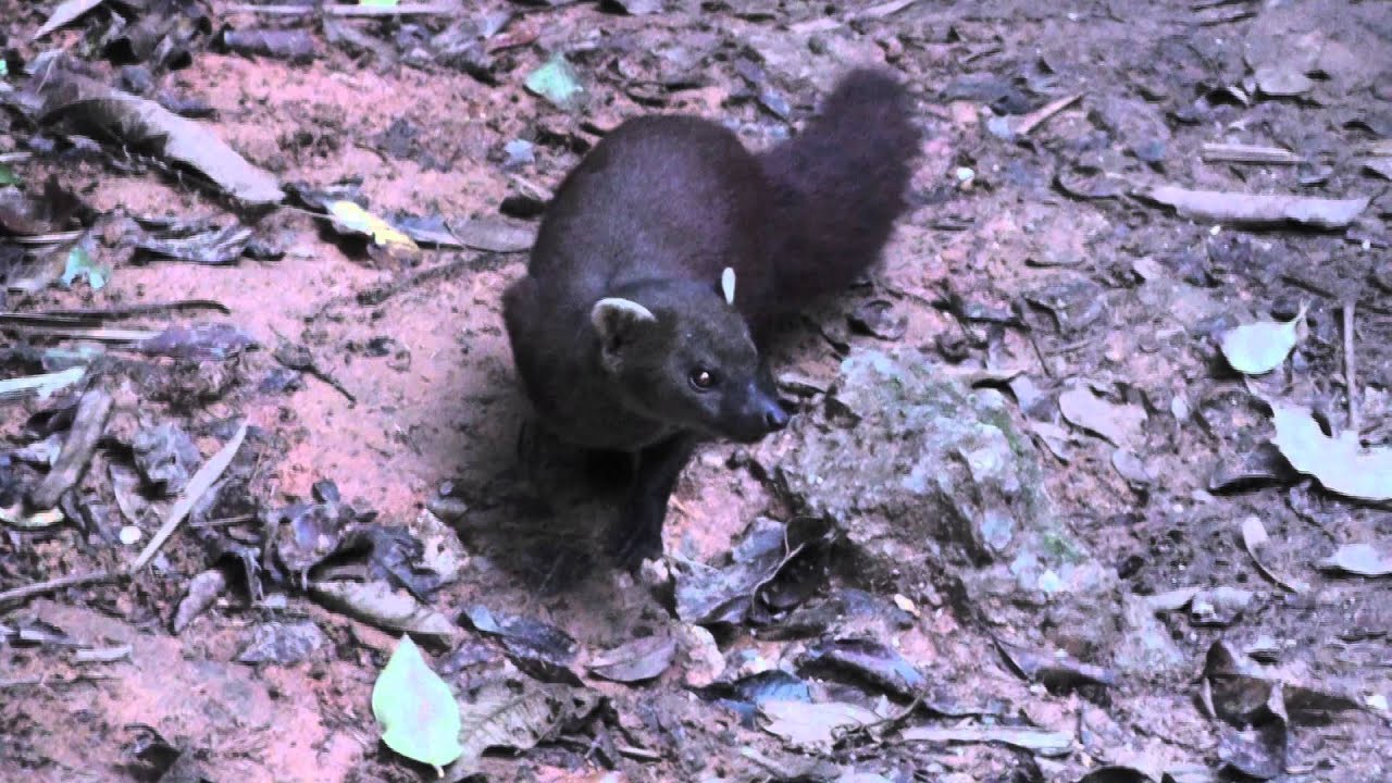 Madagascar 152 Ring tailed Mongoose