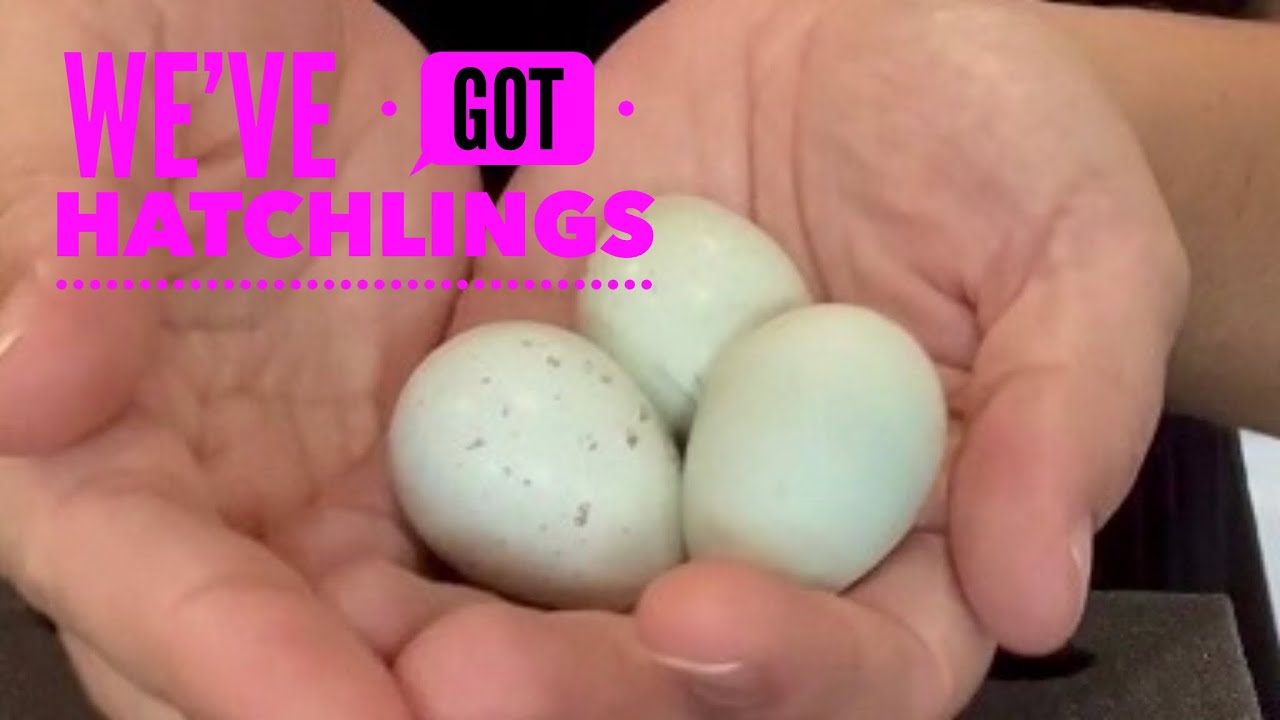 Our Celadon Quail Chicks are Hatching!! + 1 Month Update