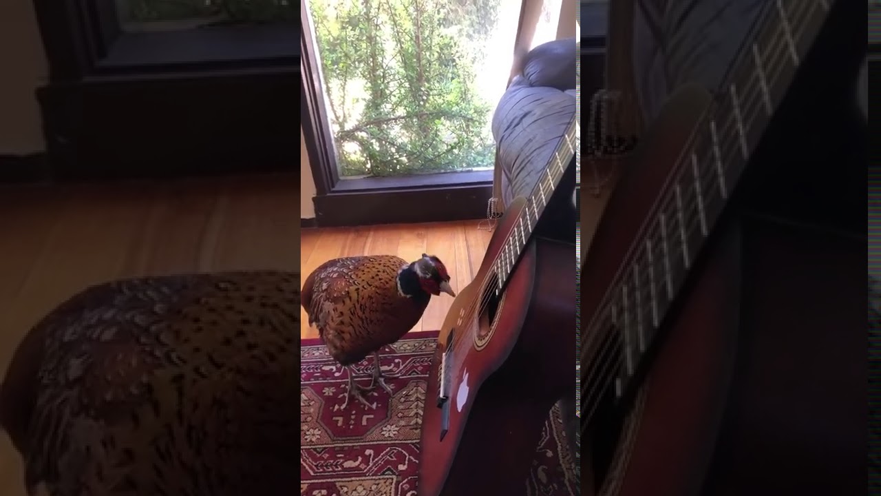 Pet pheasant playing guitar.