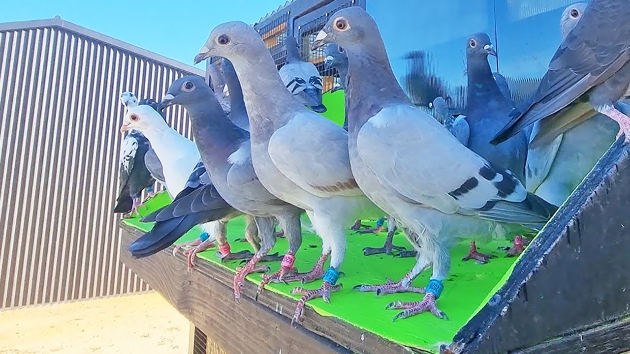 PIGEONS FIRST TIME OUT ( Not Fun )