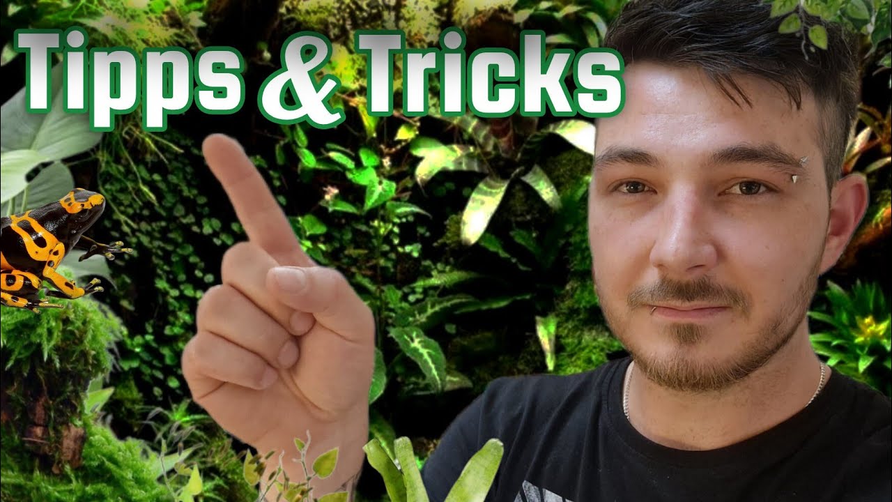 Effektive Regenwaldterrarium Tipps & Tricks für Anfänger