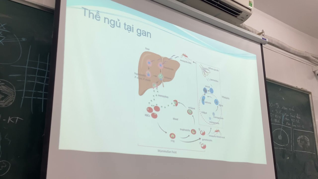 Bài 5: Hình thể ký sinh trùng sốt rét ở người phần 3 (NTTU)