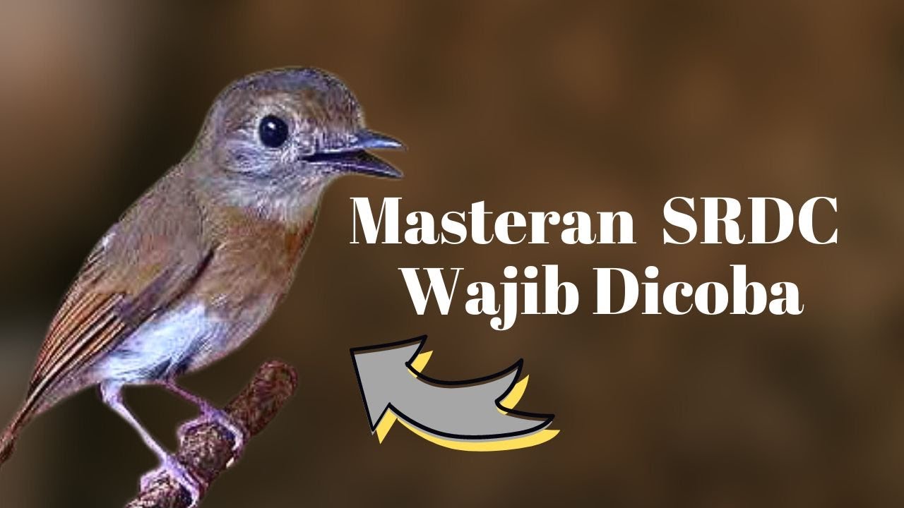 MASTERAN SRDC BALI NGEPLONG - srdc bahan auto respon