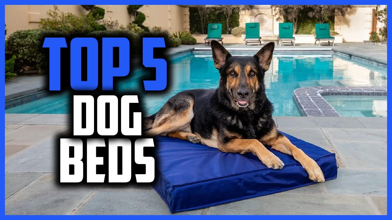 ✅Top 5 Best dog beds of 2026