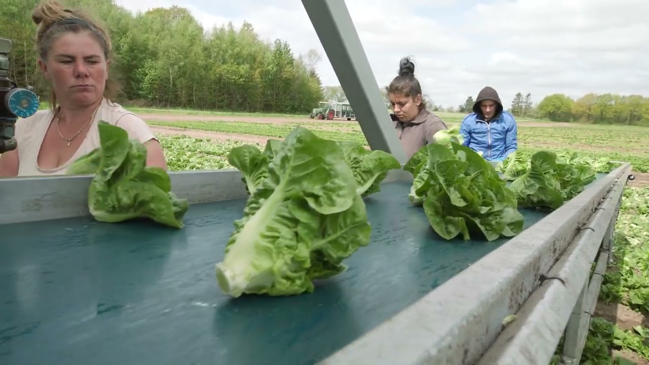 Sæsonstart! Høst af øko radiser og øko hjertesalat