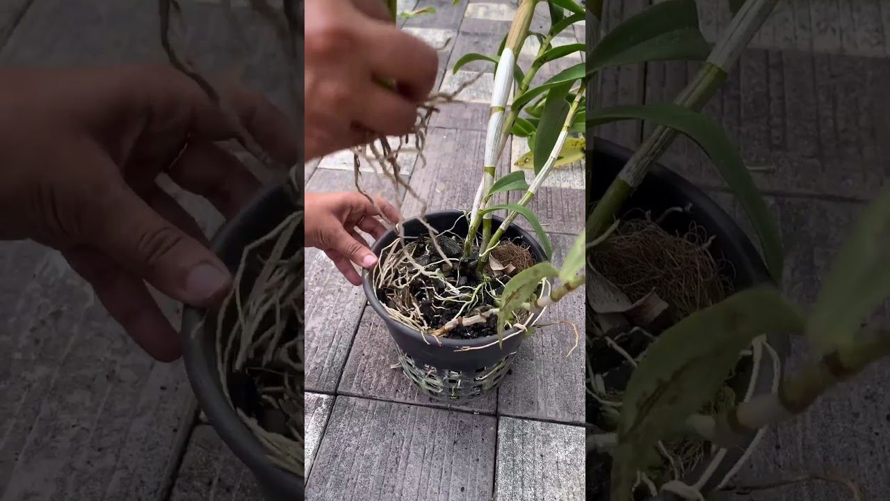Orchid plant propagation Malayalam