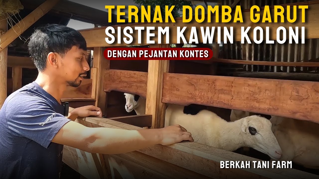 Explor Peternak Domba Garut Di Ciamis Dengan Sistem Kawin Koloni