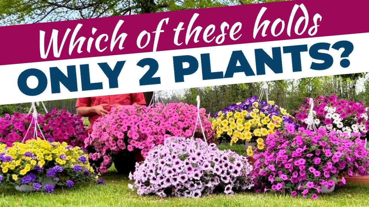 Which of these jumbo containers hold ONLY TWO PLANTS? You might be surprised.