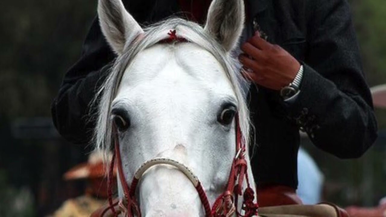 EFRAIN GARCIA ENTRE EL AMOR Y YO   música cristiana mariachi rancheras