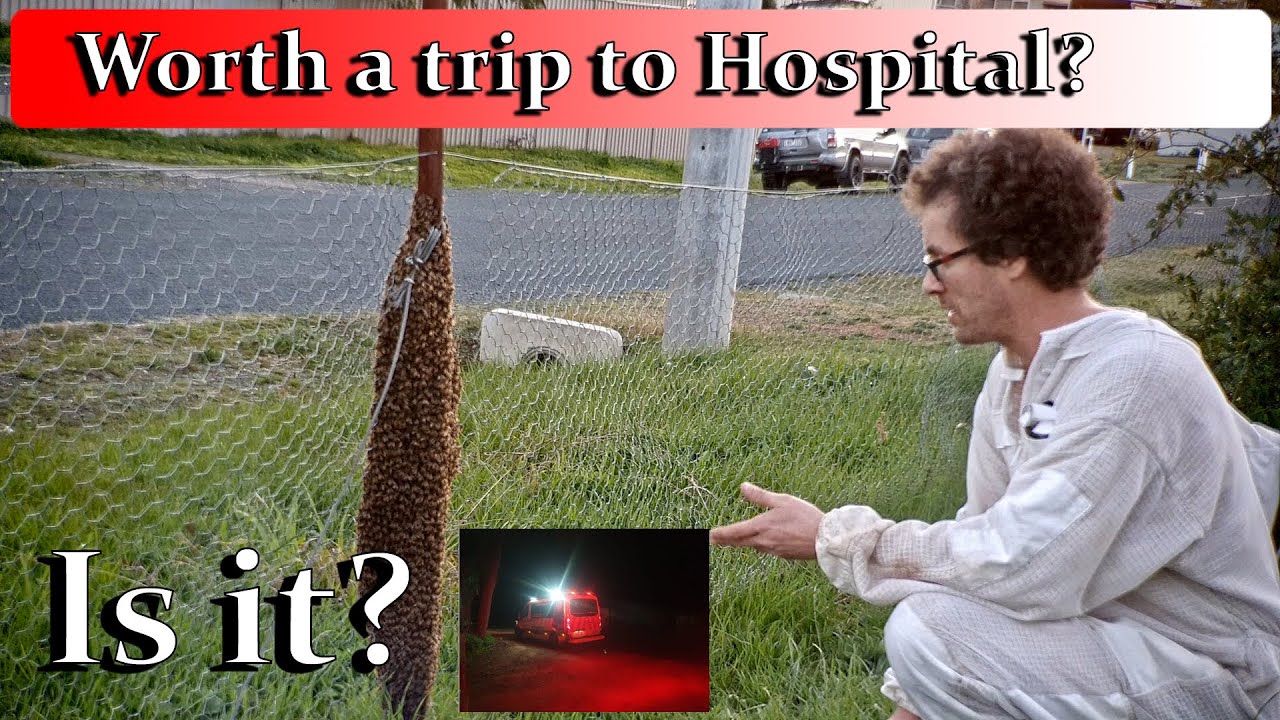 Most difficult swarm ever! How to get a swarm off a fence.