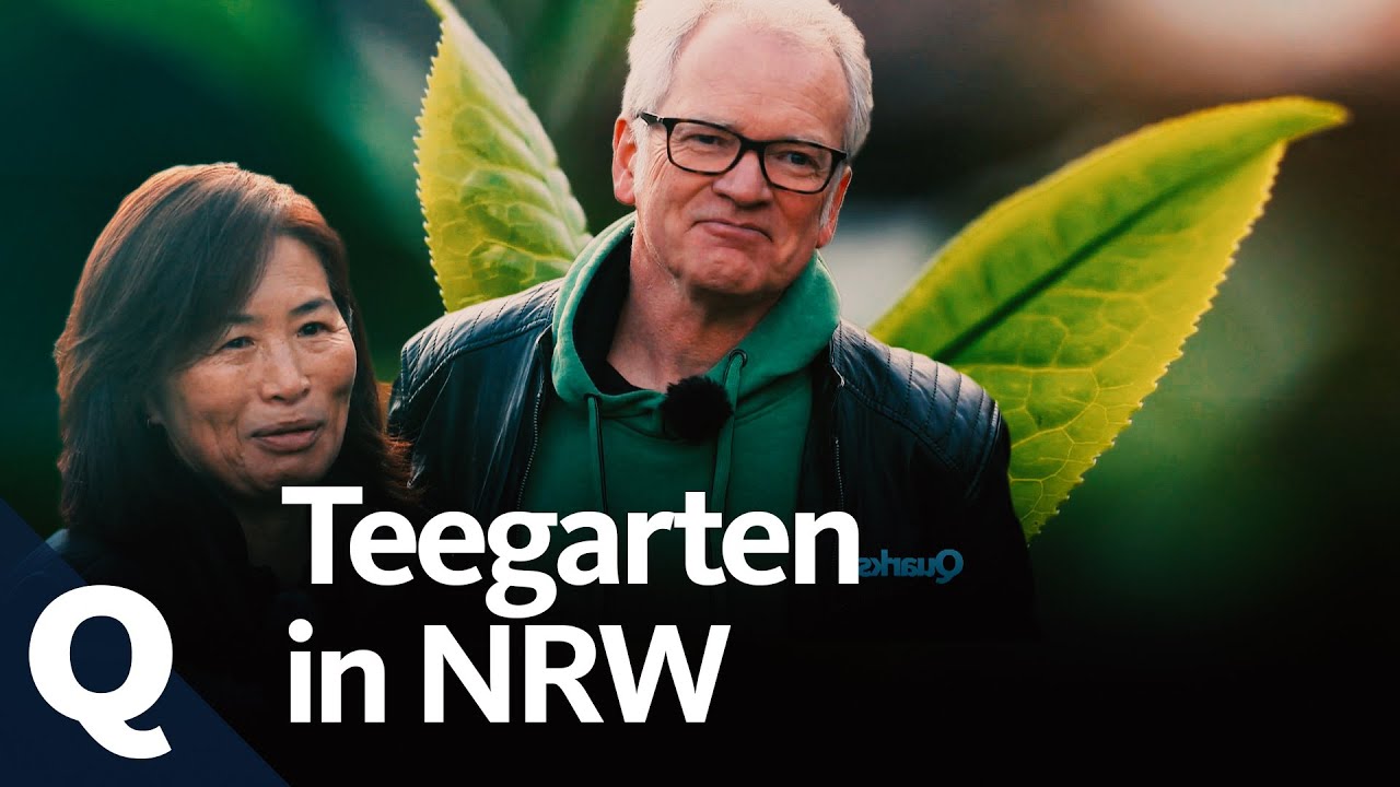 Tee: Ungewöhnliche Plantage in Deutschland | Quarks