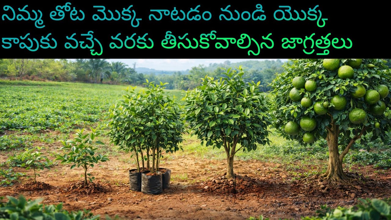 నిమ్మ తోట మొక్క నాటడం నుండి యొక్క కాపుకు వచ్చే వరకు తీసుకోవాల్సినా జాగ్రత్తలు #telugu raithubadi#in 