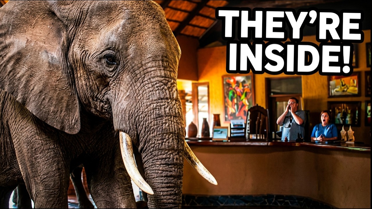 Слоны, пришедшие на ужин 🐘🐘🐘 | Mfuwe Lodge, Замбия