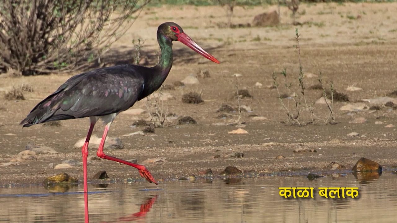 Nandurmdhyameshwar  documentary in Marathi