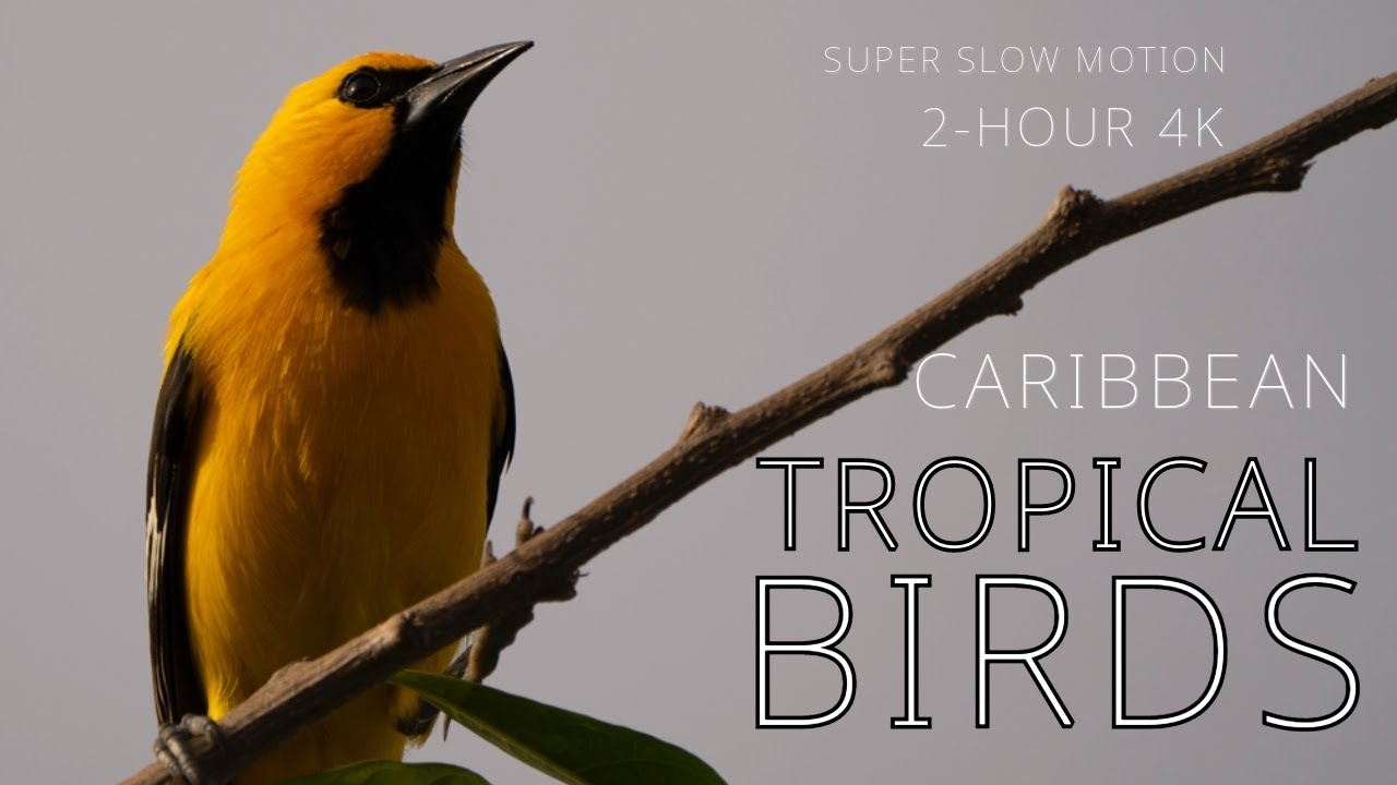 Tropical Birds | Caribbean | a 2-hour Film in 4K Super Slow Motion