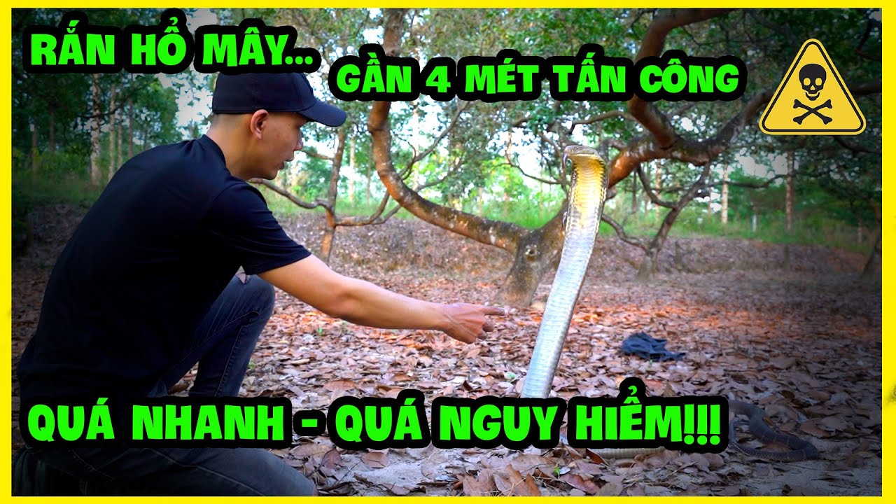 Rắn Hổ Chúa (Hổ Mây) & Rắn Hổ Mang Thường | King Cobra and Monocled Cobra