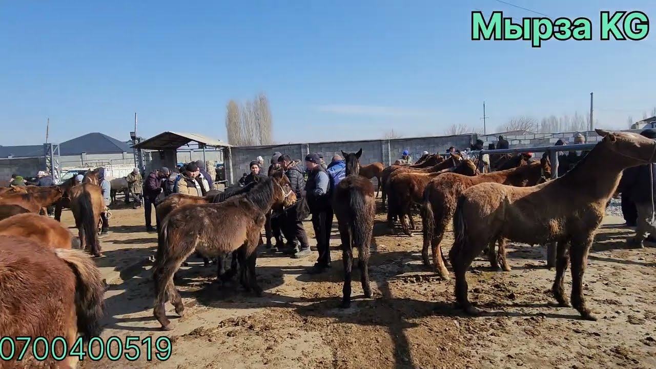 Базар коргон Жылкы базары Оспурумдун баалары 1 март 2026жыл 