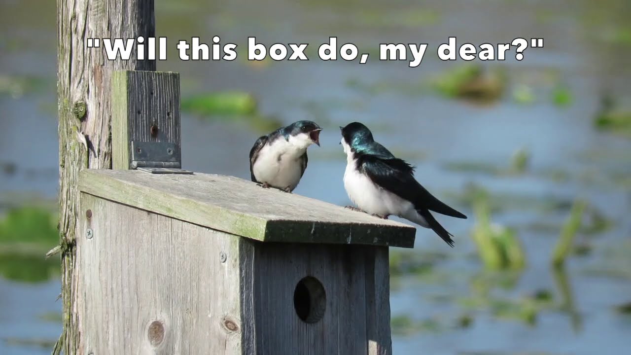 Get To Know Tree Swallows (With Babies!)