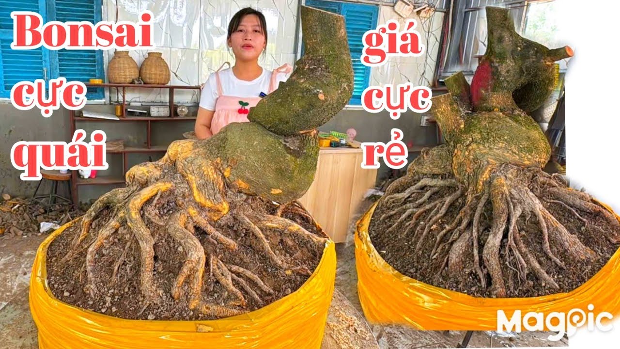 Chị Phượng 👉 Zalo 0939 131 136 💥 GL mai vàng bonsai lùn lực quái giá cực rẻ tại ĐT 