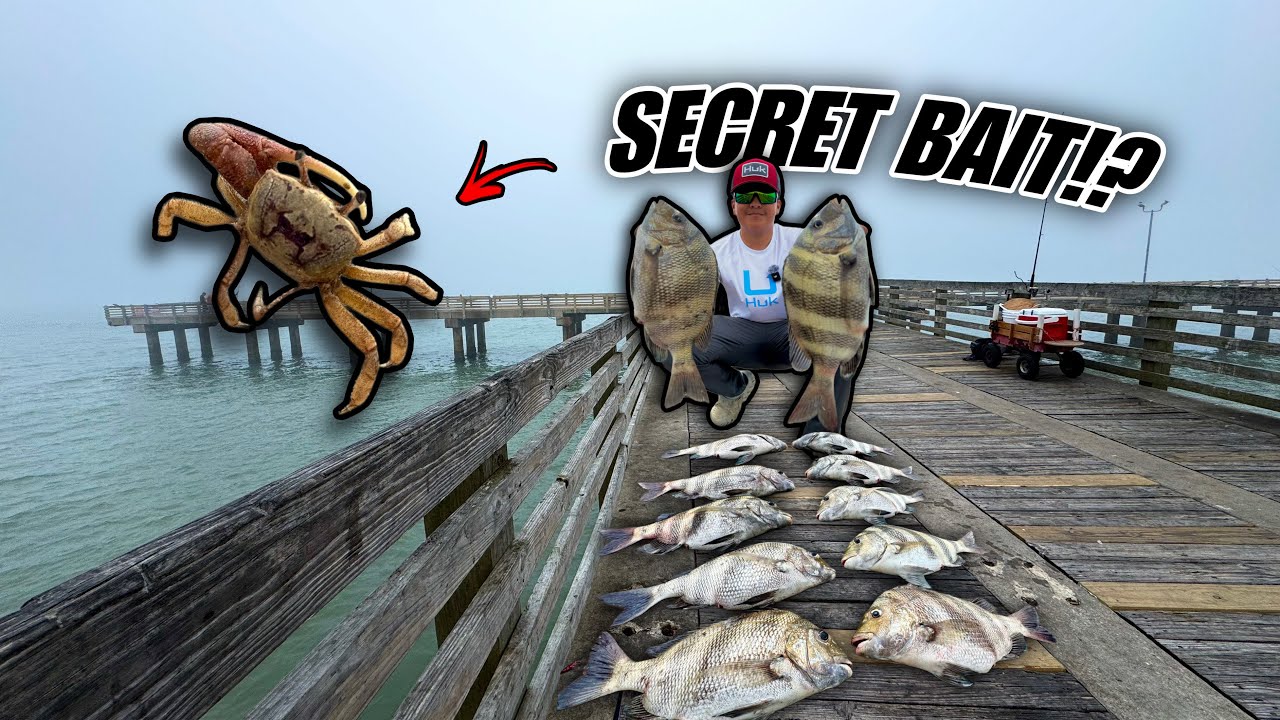 Using FIDDLER Crabs At The Galveston Fishing Pier!! This Bait Is Cheating…