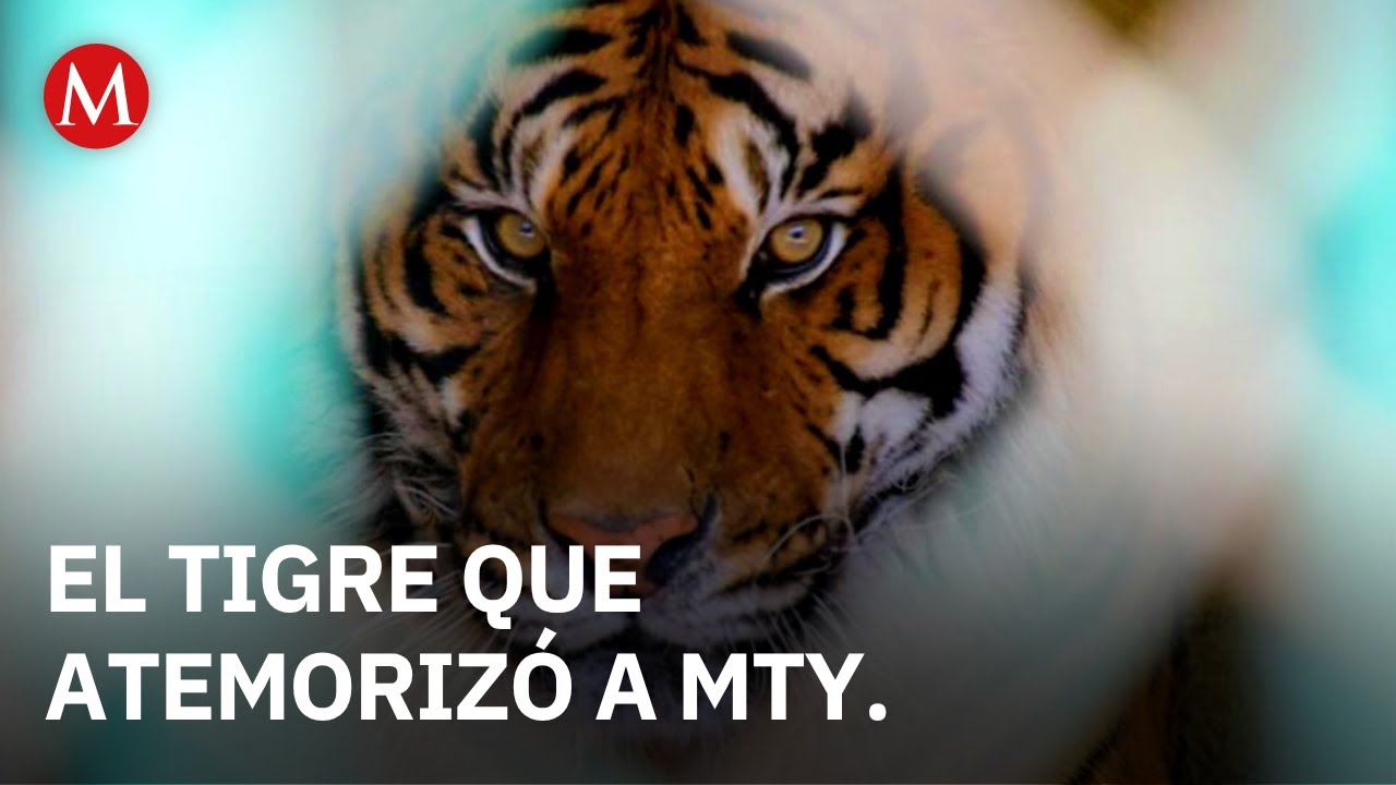 Tras operativo, capturan a tigre que se paseaba por Salinas Victoria, Nuevo León