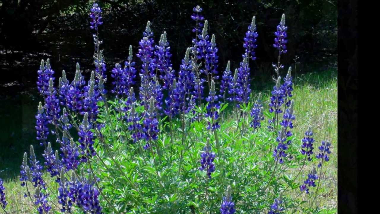 Yosemitebear Mountain Farm Senics 4 13