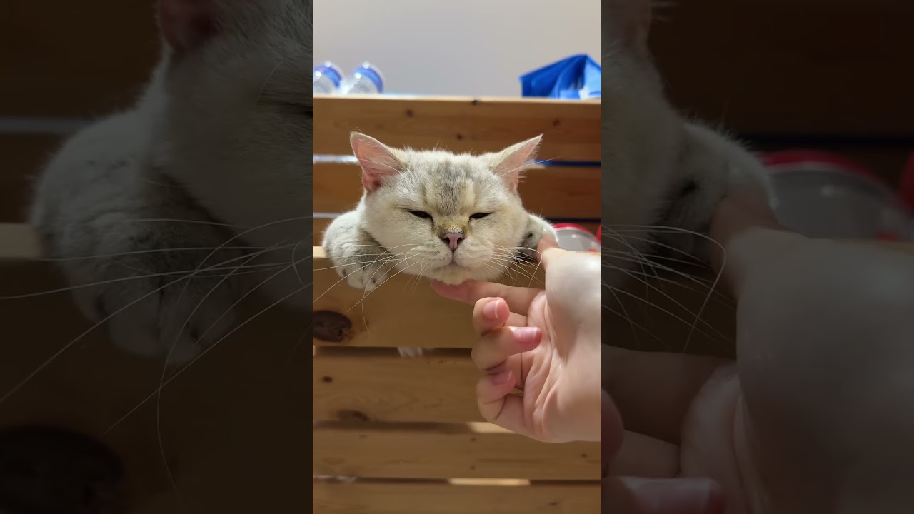 Golden Toto&rsquo;s Daily Cuteness 💛🐾 | Tiny Paw