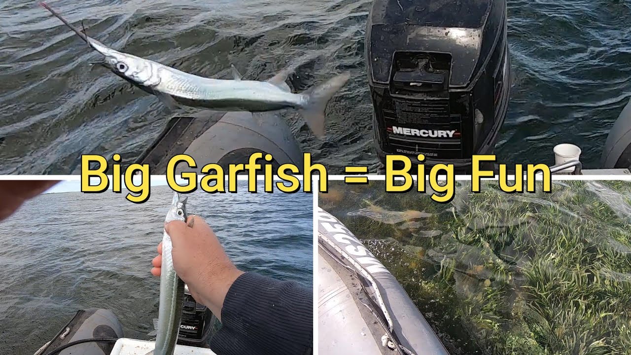 Big Fish Big fun! Huge Garfish!