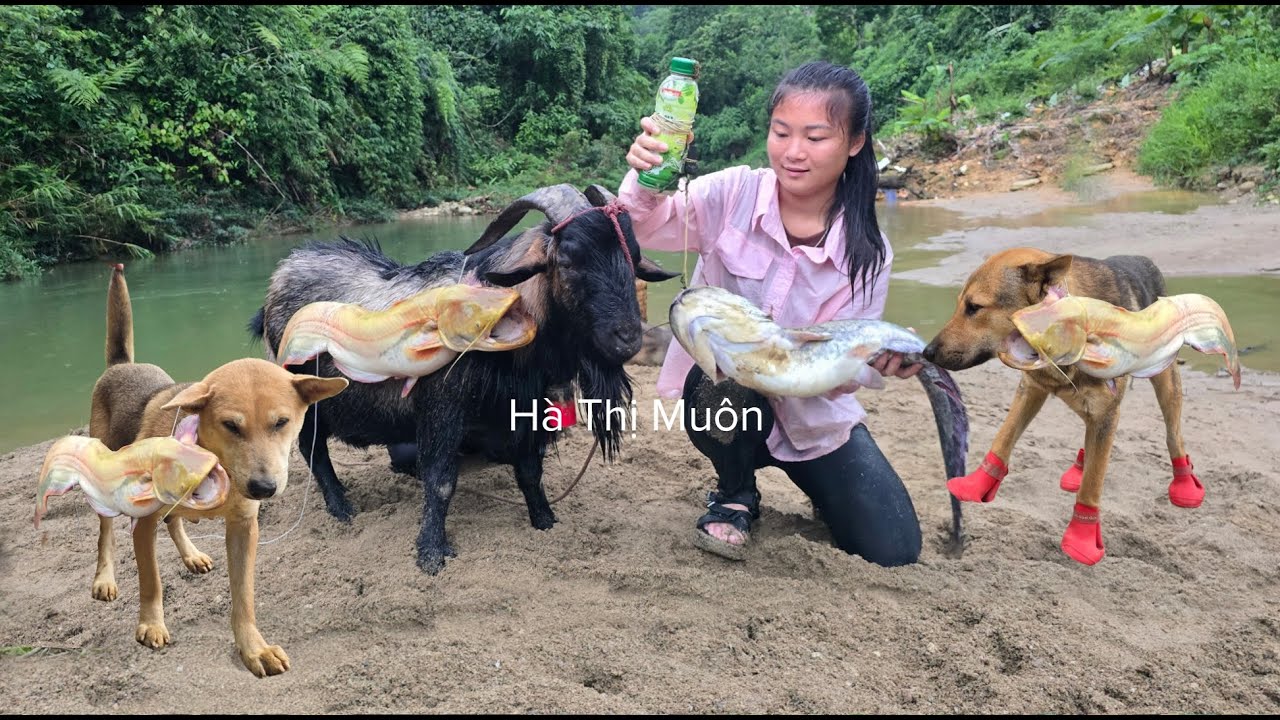 Vietnamese girl with her dogs and goats brings fish to the market to sell for a living - ha thi muon