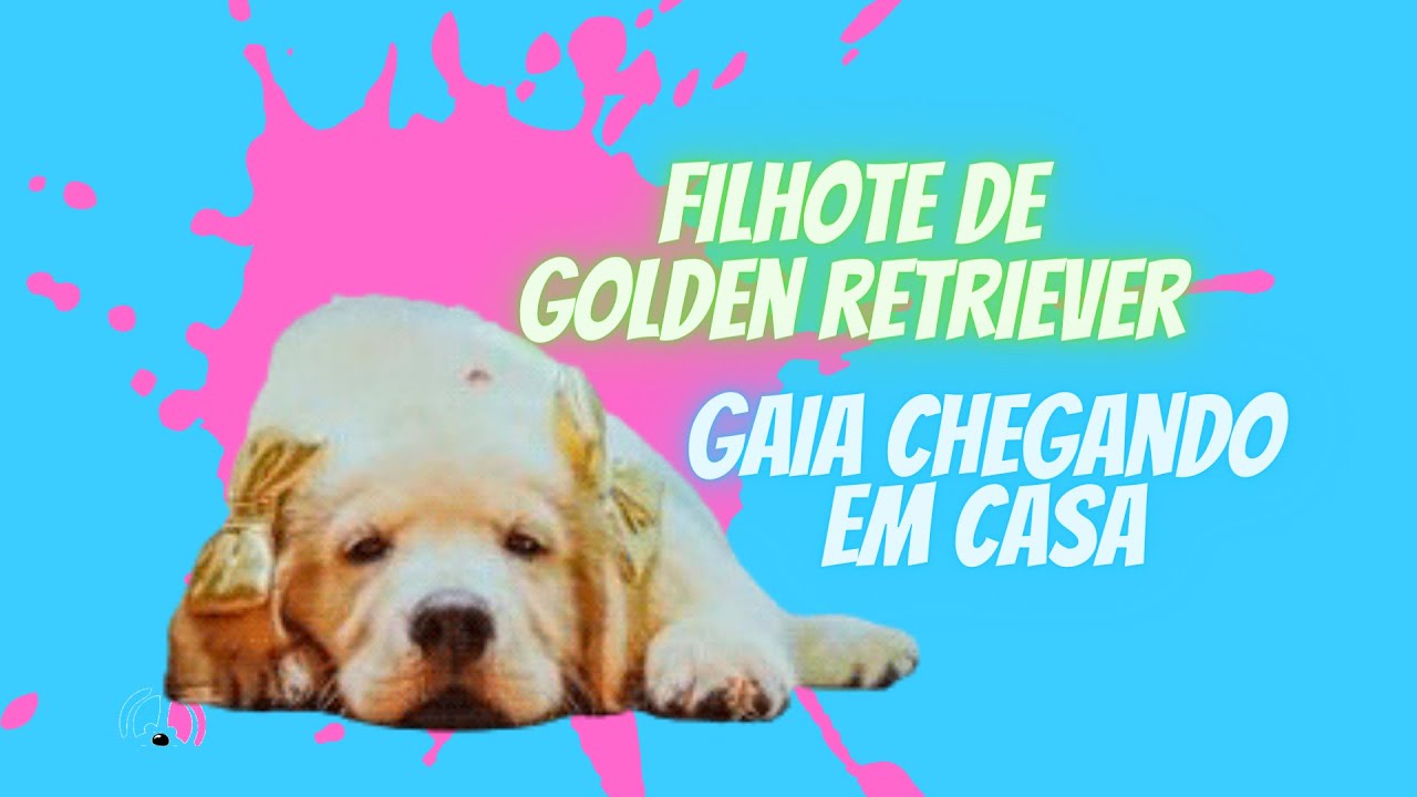 FILHOTE DE GOLDEN RETRIEVER
