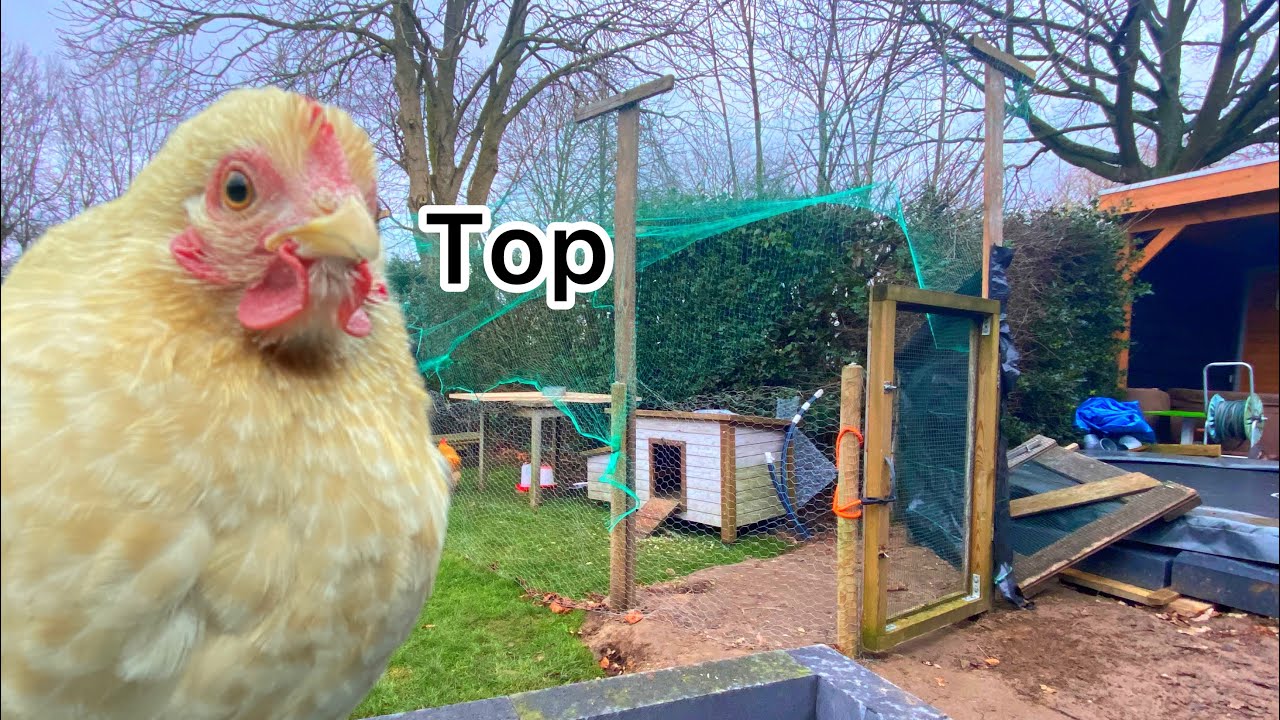 De KIPPEN zijn weer eindelijk bij ONS