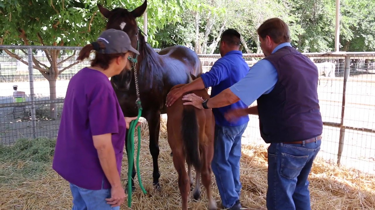 Creating a Maternal Bond for orphan foals