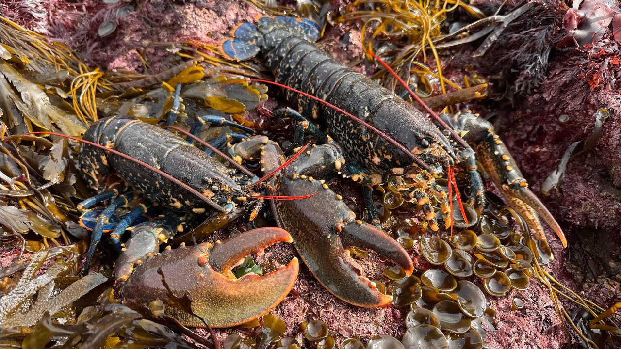 Wild Tide Pool Foraging - Lobster, Crab & Rare Sea Creatures | The Fish Locker