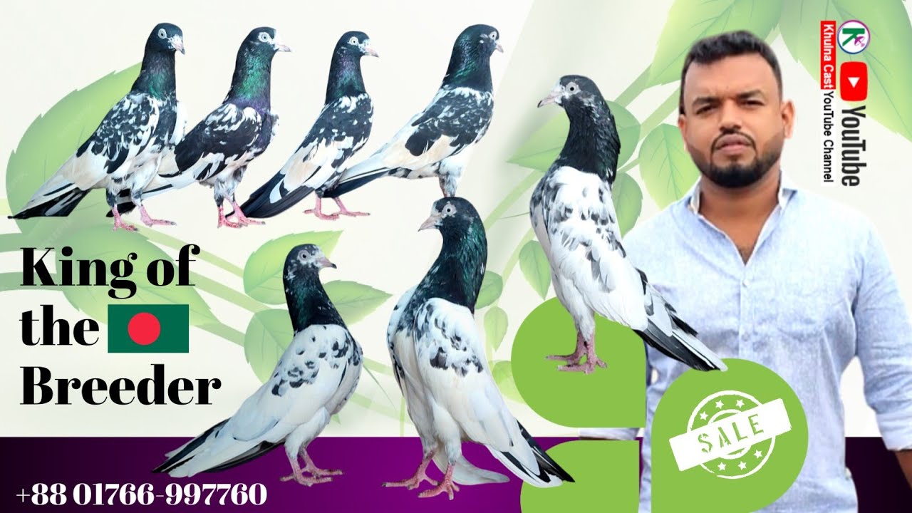 কবুতরের কারিগর।।KTM TEDDY PIGEON।। ভালো মানের টেডি কবুতর #pigeon