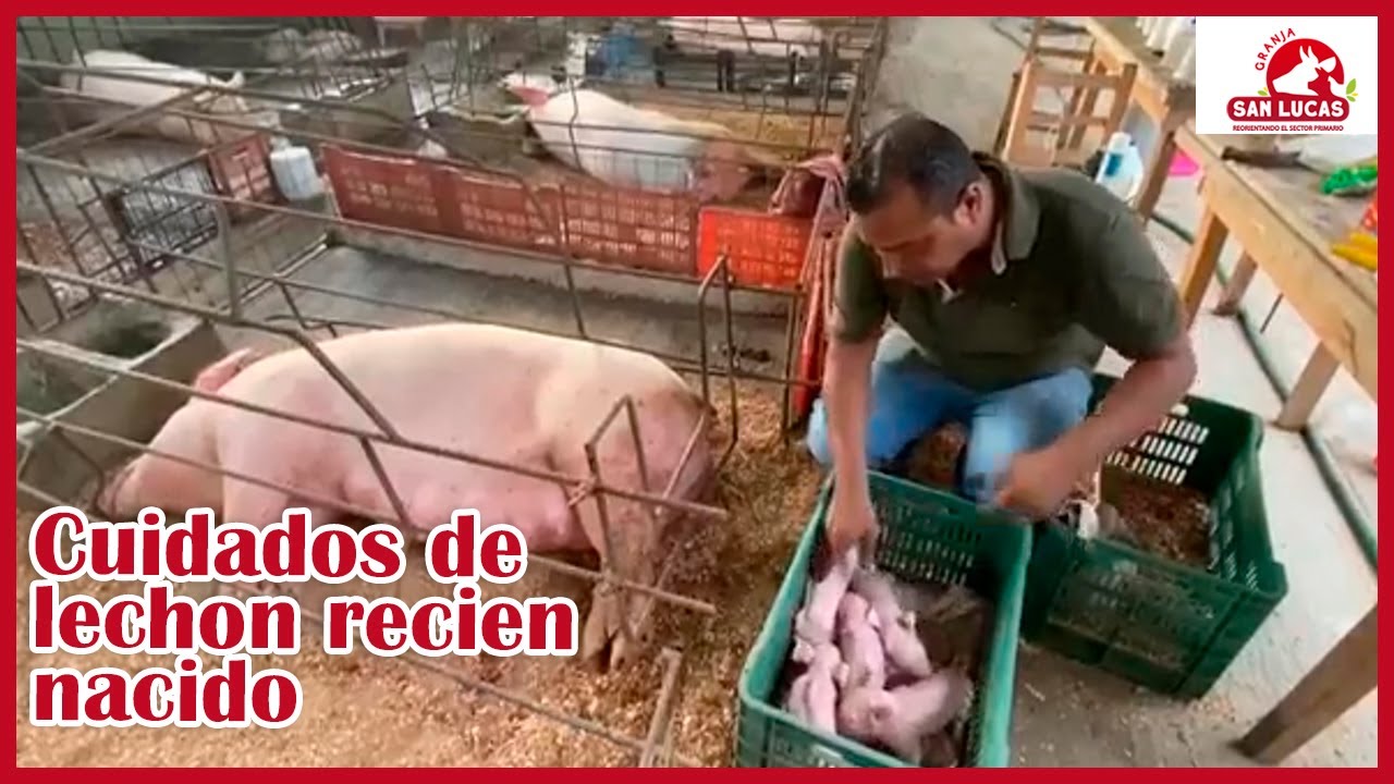 ¿Cómo cuidar a mis lechones recién nacidos? | Granja San Lucas