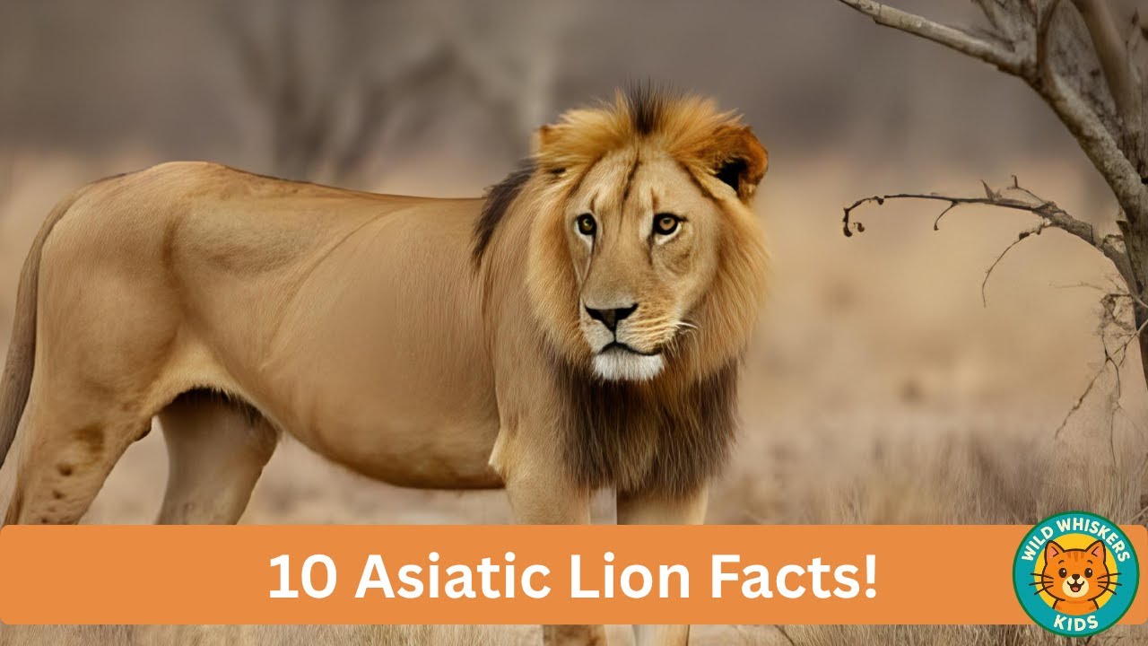 10 AMAZING Asiatic Lion Facts - India's Royal Jungle Kings! 🇮🇳🦁