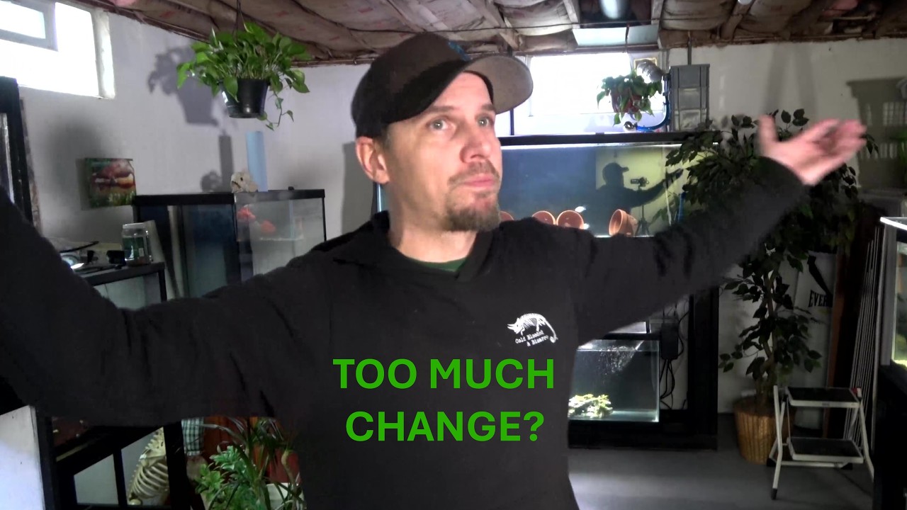The Reptile Room Tour 2025