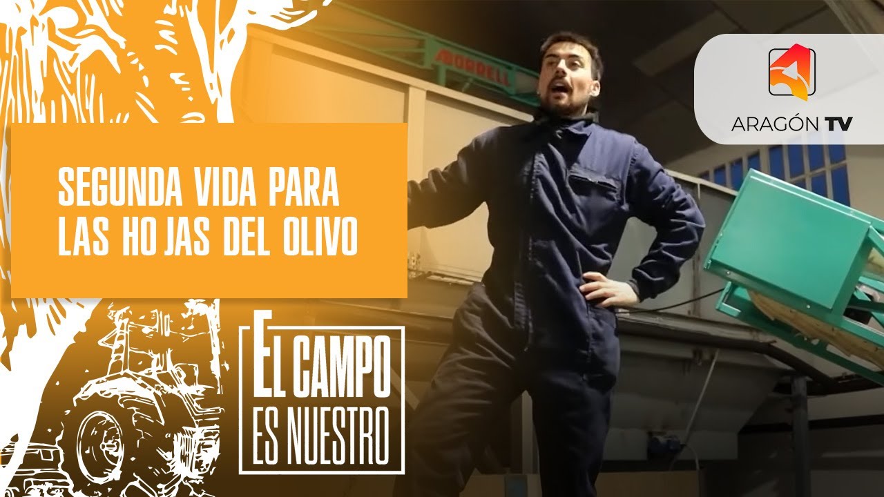 Una segunda vida para las hojas del olivo