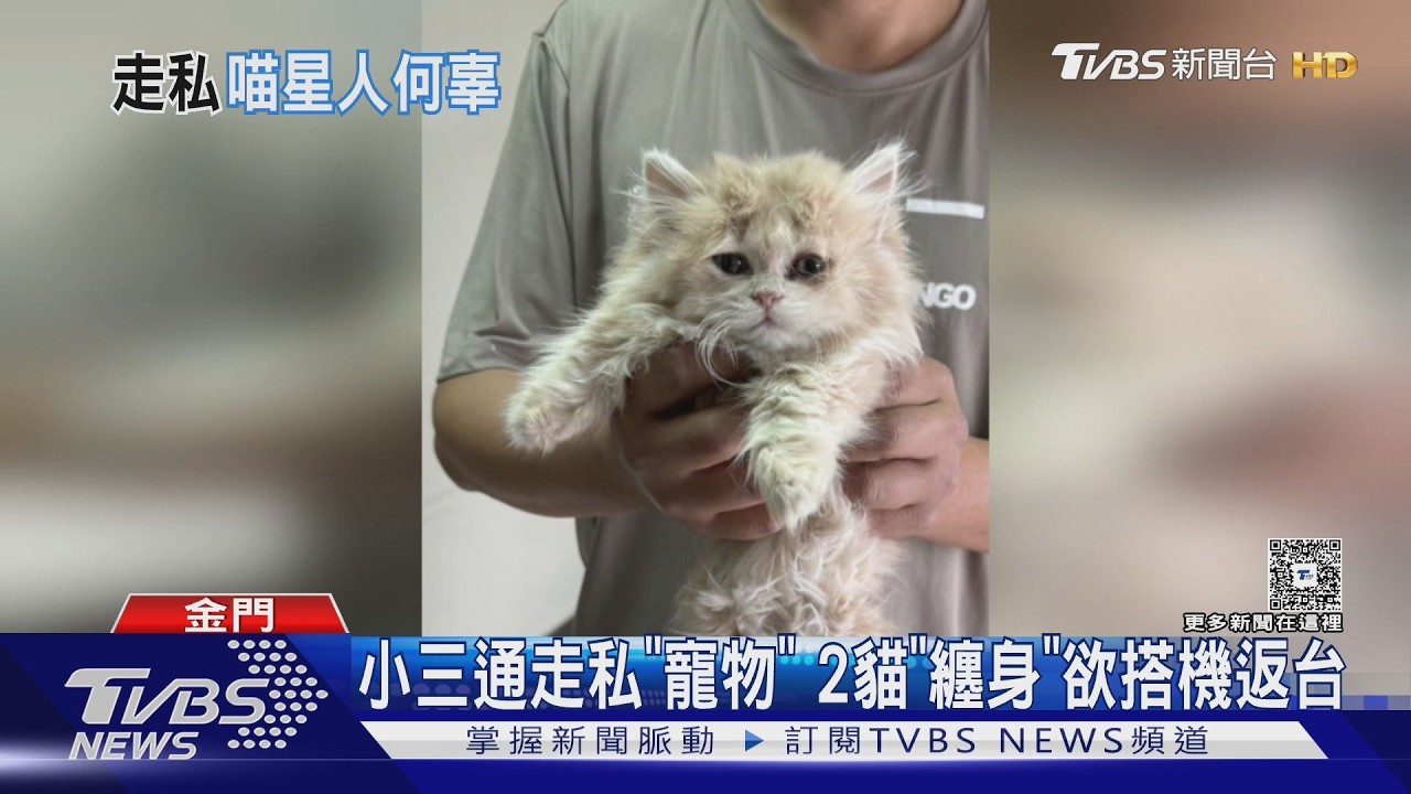 你身形有點「腫」 波斯貓綁「腿」闖金門機場｜TVBS新聞 @TVBSNEWS01