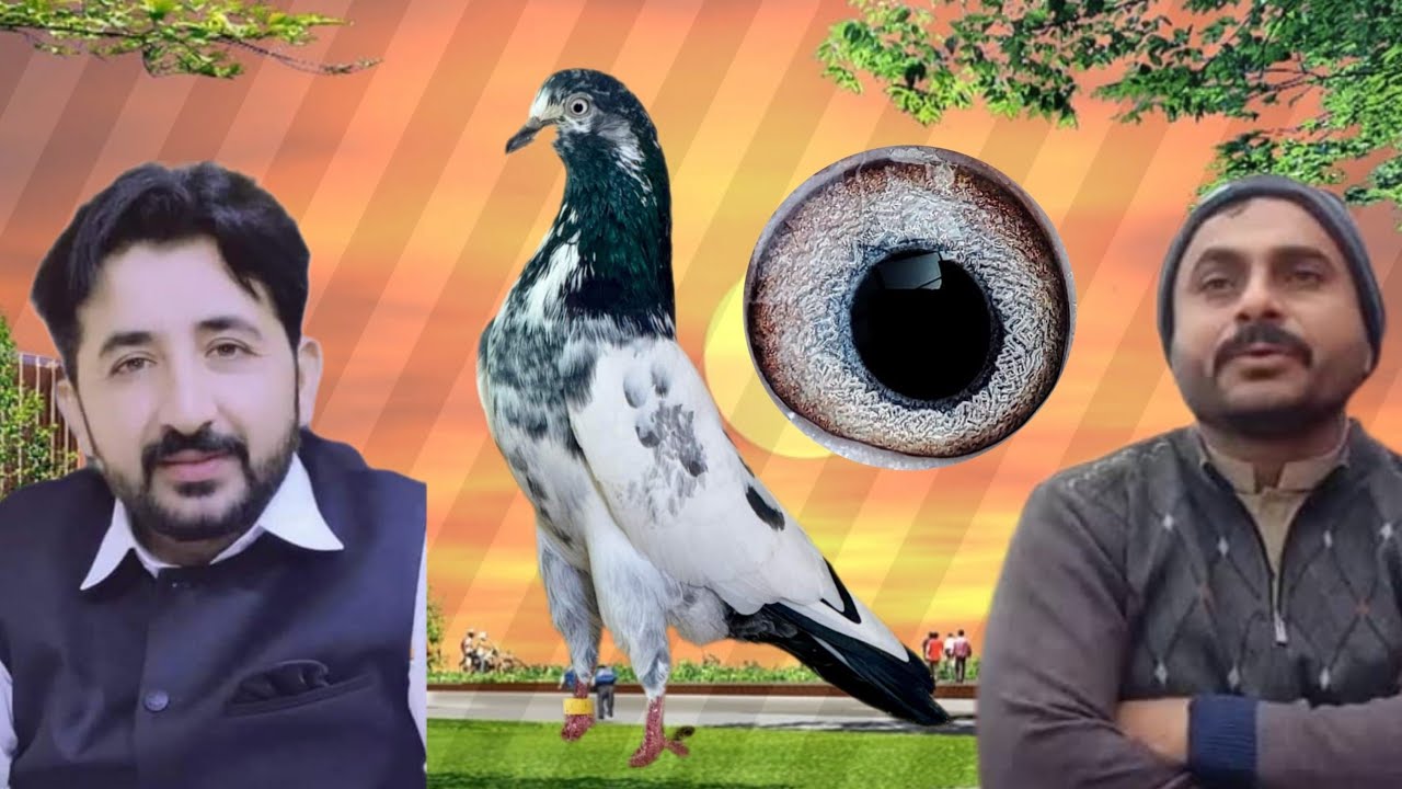 Champion Punjab Ustad Mithu Lali Ustad Chaudhry Zahid Hanan Gokwal Faisalabad parwazi pigeons