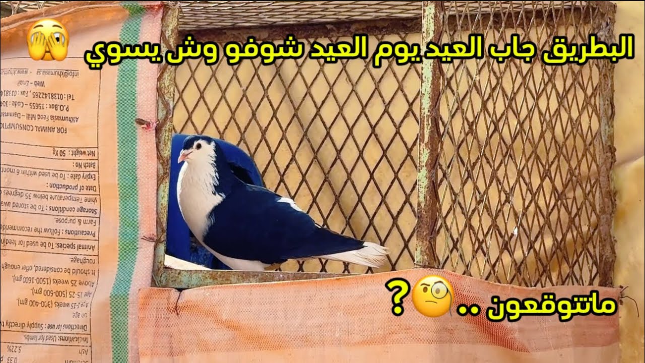 الحمام الزاجل الجديد نبت ريشه وطار ان شاءالله يرجع🕊️ 🥴