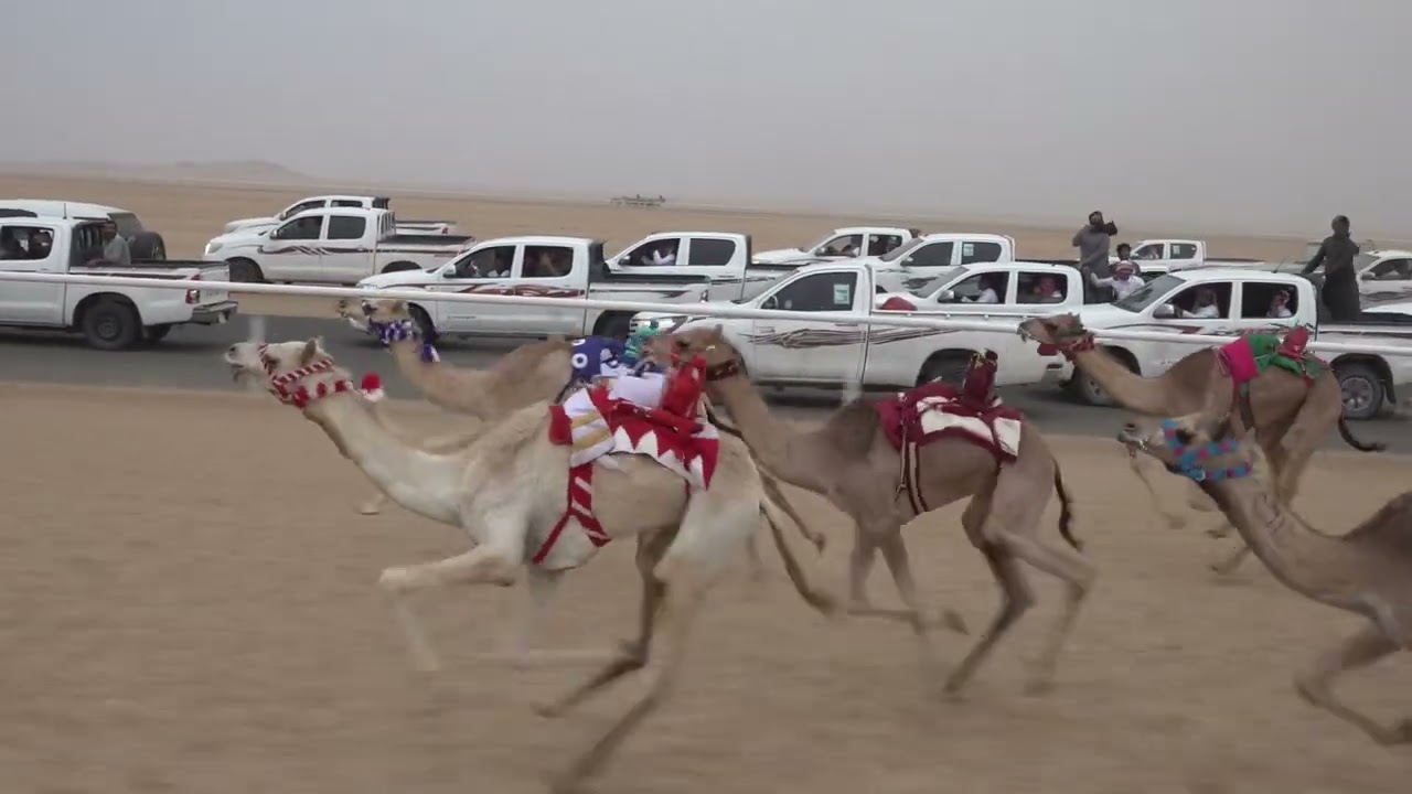 ١٣/ بكار مفاريد/ ١٢٠٠م/ الشاهينية / عبدالله بن مناحي الكربي
