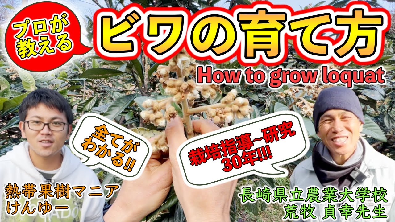【必見!】プロが教える「ビワ」の育て方！摘果や摘房のやり方，剪定，病害虫の管理など徹底解説！【長崎県立農業大学校 荒牧貞幸先生】
