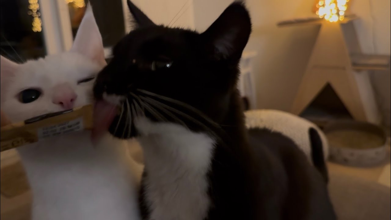 How my cats enjoy their liquid snack 🥰