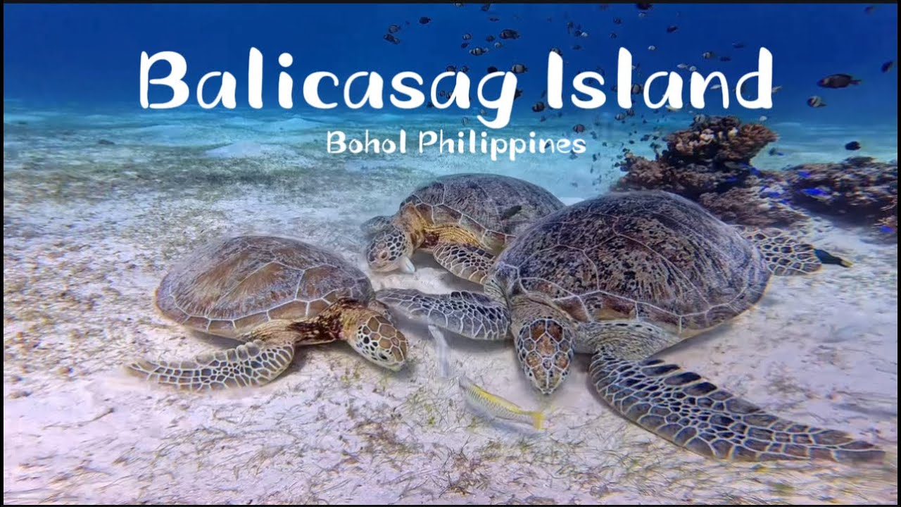 Amazing Experience Snorkeling in Balicasag Island | Island Hopping | Virgin Island